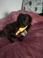 Dog-Toy Rubber Pet-Squeaker-Toys Screaming Chicken Interactive-Chewing Funny Cleaning-Teeth