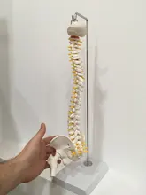 Modelo anatómico para enseñanza médica columna Vertebral humana Flexible, curva Lumbar, columna Vertebral, 45cm, novedad de 2019