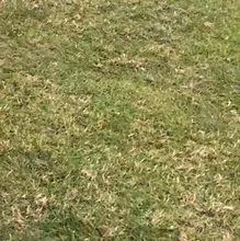 B***a