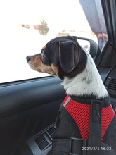 Breathable Mesh Small Dog Pet Harness and Leash Set Puppy Cat Vest Harness Collar For