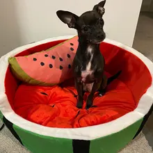 1pc Cute Kennel House Warm Cotton Watermelon Modeling Dog Bed Mat Sofa Pet Cat Bed