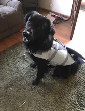 Vida de perro chaqueta Ripstop perro salvavidas tiburón chalecos con el rescate de mascota perro seguridad traje de baño para piscina playa de navegación