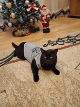 Ropa de gato para primavera y verano, chaleco estampado para mascotas a la moda, ropa divertida para gatos, 11C40S3