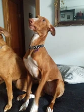 Collar personalizado para perro, collares para mascotas de nilón con estampado de puntos para mascota mediana grande, Pitbull, rojo, azul y negro