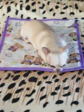 1 Uds Pet de alta calidad cachorro gatito eléctrica almohadilla de calor perro gato conejo calentador de Mat manta cama 20W 220V ~ 50HZ 40*40cm en Color al azar