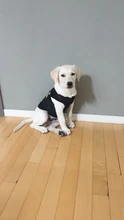 Traje de policía para Cosplay de perros y gatos, chaleco elástico negro, camiseta de cachorro, accesorios, ropa, disfraces