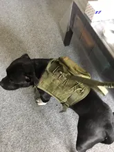 Chaleco táctico para perro, ropa de perro militar transpirable, arnés K9, tamaño ajustable, entrenamiento, caza, Molle, arnés táctico para perro