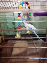 Swing-Toy Bird-Supplies Parrots Wooden Perch Beads Hanging Natural with Colorful