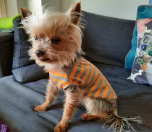 Prendas de verano para perro, Camiseta de algodón para cachorro y gato, chaleco para gato