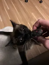 12 PCS Mouse Real Fur Mixed Loaded Toys Interactive Toys Pet Cat Kitty Toys For Cat To