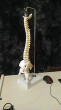 Modelo anatómico para enseñanza médica columna Vertebral humana Flexible, curva Lumbar, columna Vertebral, 45cm, novedad de 2019