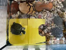 1pc Reptile Platform Turtle Basking Aquarium Amphibian Aquatic Climb Tank Staircase