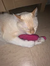 Juguete de hierba gatera con sonido de crujido para gatos, productos para mascotas, juguetes para gatos, dientes de molienda, almohada de felpa para pulgar, accesorios para mascotas