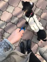 Scarf Jacket Dogs French Bulldog Winter Plush-Coat Pet-Dog Cotton Warm Thick for Puppy-Ropa-Perro