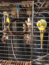 Uds 15cm vid columpio escalada mastica jaula de mordedura de mimbre anillo loro y ave mascota juguete accesorios para jaulas de pájaros decoración para mascotas suministros