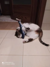 Gato cargador USB juguete interactivo de disquete pez gato realista juguete de gatos domésticos masticar morder juguetes suministros para mascotas gatos perro de juguete