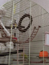 Uds 15cm vid columpio escalada mastica jaula de mordedura de mimbre anillo loro y ave mascota juguete accesorios para jaulas de pájaros decoración para mascotas suministros