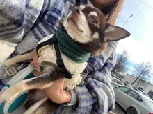 Scarf Jacket Dogs French Bulldog Winter Plush-Coat Pet-Dog Cotton Warm Thick for Puppy-Ropa-Perro