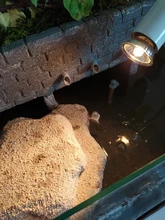 Lámparas de temperatura con ajuste para acuario, lámparas de temperatura con ajuste de UVA y uvb de 25W con calor para Tortuga, solarium de calcio para mascotas