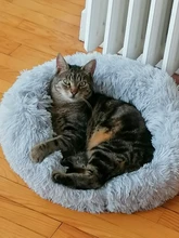 Cama para gatos de 6 tamaños, cama de felpa redonda para gatos, esterilla para gatos, nido cálido para gato durmiendo, cesta suave para perros, cojín para mascotas, suministros portátiles