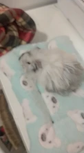 Bed-House Hamster-Accessories Hedgehog Nest Guinea-Pig Chinchilla Squirrel Small Animal