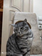 Sombrero Estilo Hawaiano para mascotas, Sombrero pequeño/grande de 14cm y 16cm de diámetro, envío directo