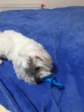 Chupete de goma Gato perros y juguetes masticables para cachorros