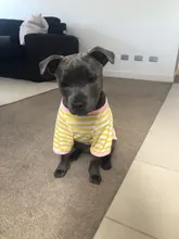 T-Shirt Vest Dogs Thin Striped Pet Small Soft for And Medium Dog-Cloth Round-Neck