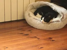 Cama de felpa redonda para mascotas nido de gato semicerrado para Comodidad para dormir profunda en invierno, cama para gatos, pequeña esterilla, cesta, perrera suave, novedad