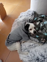 Adidog-ropa de invierno para mascotas, sudaderas pequeñas y de perro de talla mediana, ropa para cachorros, sudadera para perros, Chihuahua, novedad de 2020
