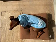 Adidog-ropa de invierno para mascotas, sudaderas pequeñas y de perro de talla mediana, ropa para cachorros, sudadera para perros, Chihuahua, novedad de 2020