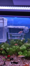 Caja de aislamiento de cría de pecera de acrílico transparente, soporte para incubadora de acuario