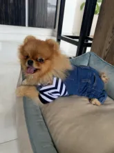 T-Shirt Vest Dogs Thin Striped Pet Small Soft for And Medium Dog-Cloth Round-Neck