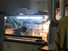 2 unids/set mascotas hamaca cama para dormir malla juguetes Swing tela Oxford para reptil serpiente lagarto subir productos con copa de succión