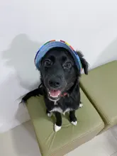 Dog-Cap Headdress-Accessories Puppy Beach-Visor Ear-Holes Dogs Small with for Canvas-Cap