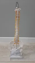 Modelo anatómico para enseñanza médica columna Vertebral humana Flexible, curva Lumbar, columna Vertebral, 45cm, novedad de 2019