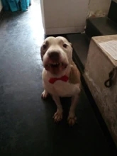 Sweatshirt Hooded Adidog Four-Seasons Pet-Jacket Small Cotton Warm And Medium-Sized Hot-Sale