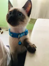 10 La banda de Color, Collar de gato y Collar de pata del gato ajustable Collar con cascabel de Mascota de dibujos animados huella Collar de gato