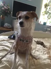 Arnés pequeño y mediano para perro, correa reflectante transpirable para el pecho, a cuadros, ropa para mascota Bichón, suministros de cadena para perro, chaleco estampado