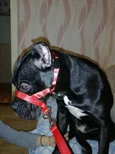 Collar de cabeza de entrenamiento para perros, arnés de nailon con cuello Halter, creativo, para todas las estaciones