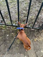 Fashion Red Purple Black Green Leather Dog Collar Bone Shaped Accessories Collar