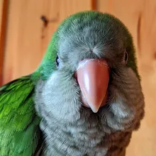 10 unids/bolsa de anillos de madera, accesorios de juguetes para loros, colorido Color al azar, adorno DIY L4MF