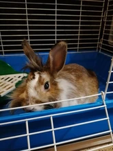 Kit de lima de uñas para perros y gatos, cortauñas, tijeras, herramienta de aseo