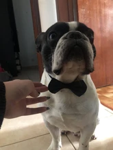 Sweatshirt Hooded Adidog Four-Seasons Pet-Jacket Small Cotton Warm And Medium-Sized Hot-Sale