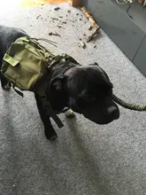 Chaleco táctico para perro, ropa de perro militar transpirable, arnés K9, tamaño ajustable, entrenamiento, caza, Molle, arnés táctico para perro