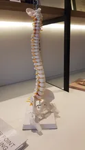 Modelo anatómico para enseñanza médica columna Vertebral humana Flexible, curva Lumbar, columna Vertebral, 45cm, novedad de 2019