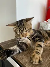 Gafas de sol para perros y mascotas, accesorios para fotos, suministros para mascotas, gafas para gatos, 1 Uds. Gran oferta