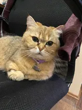 Collar con colgante de acero inoxidable para gato, etiqueta de identificación personalizada para gato, accesorios para mascotas, forma de pez