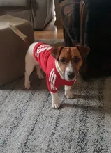 Sweatshirt Hooded Adidog Four-Seasons Pet-Jacket Small Cotton Warm And Medium-Sized Hot-Sale