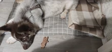 Cama para perros de invierno, camas suaves para perros y mascotas, esterilla, sofá cálido, cojín de Mascota, colchón para perros pequeños, medianos, grandes, gatos, Chihuahua, Cama para Perro